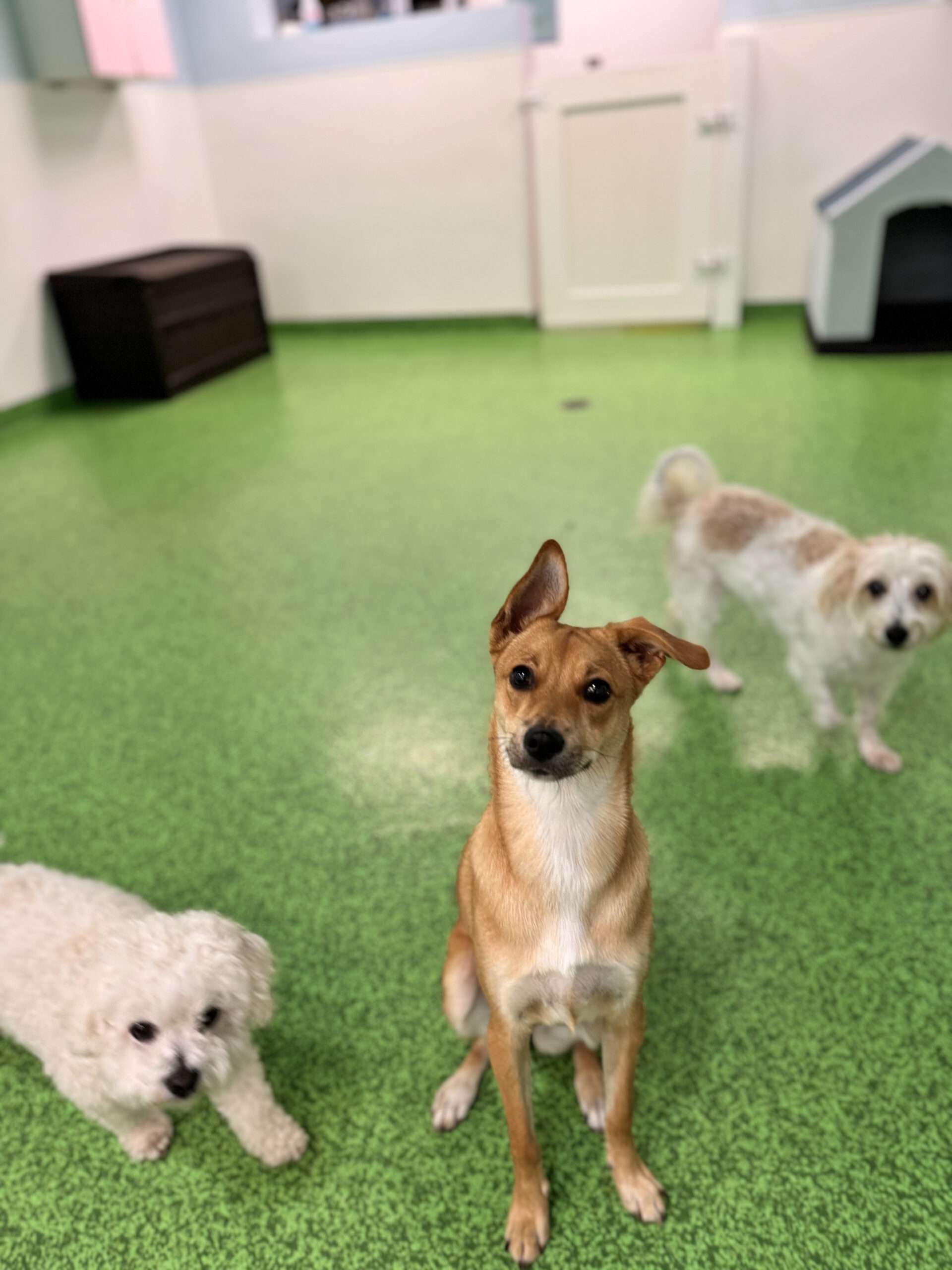 Dog for Boarding