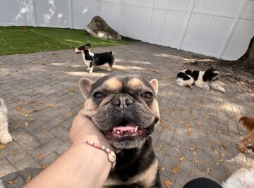 dog trainer wpb