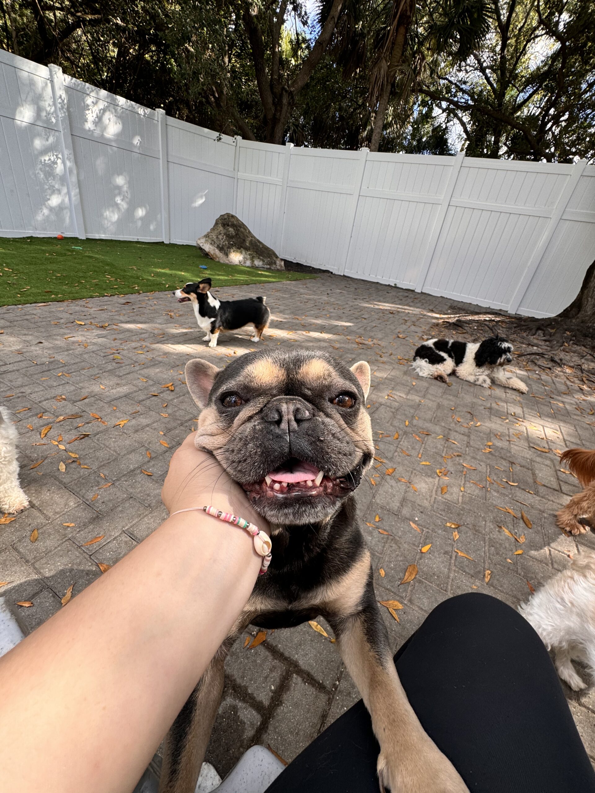 dog trainer wpb