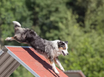 Dog Training