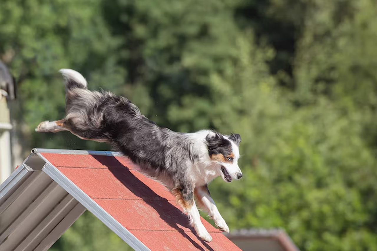 Dog Training