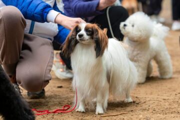 Dog Daycare Requirements West Palm Beach