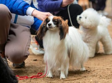 Dog Daycare Requirements West Palm Beach