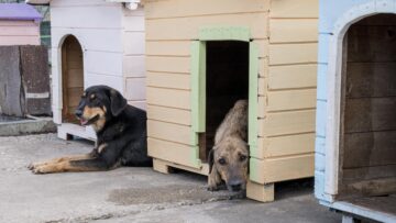 Dog Boarding vs Dog Hotel West Palm Beach