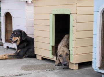 Dog Boarding vs Dog Hotel West Palm Beach