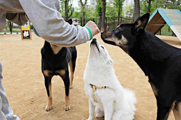 Dog Daycare Requirements