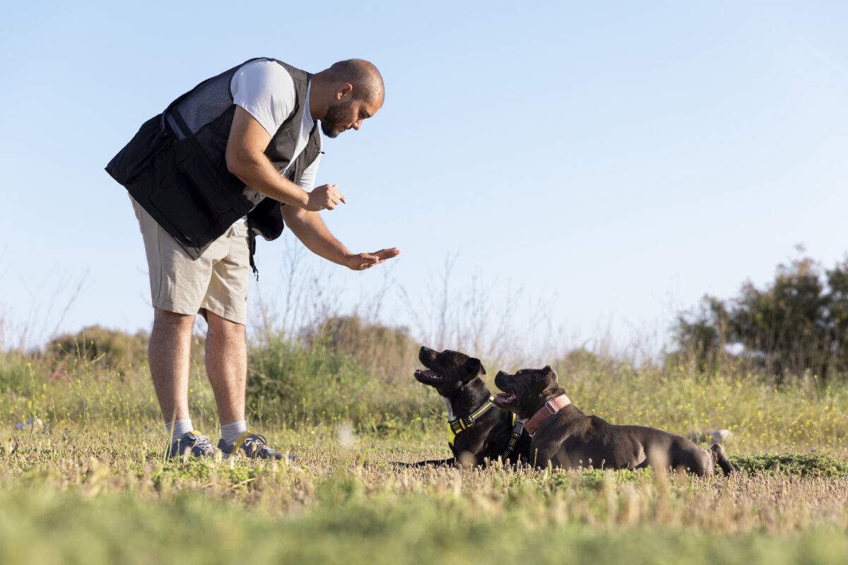 How Long Does Dog Training Take