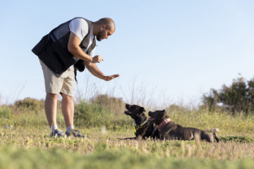 How Long Does Dog Training Take