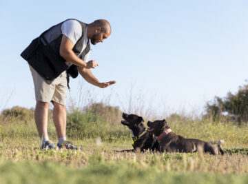 How Long Does Dog Training Take