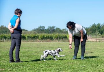 Best Age to Start Puppy Training