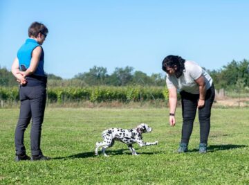 Best Age to Start Puppy Training