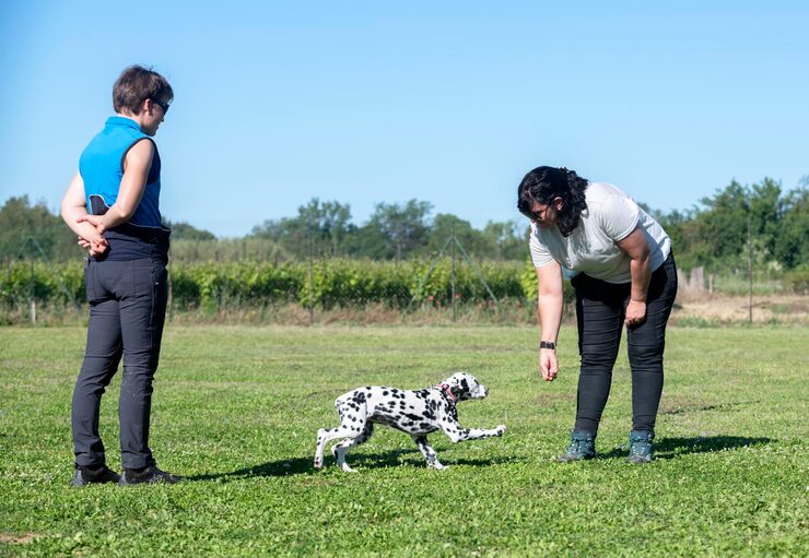 Best Age to Start Puppy Training